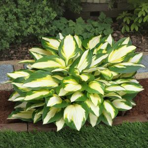 Hosta Color Festival