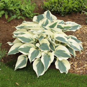 Hosta Firn Line