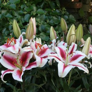 Lilium Orientale Hachi