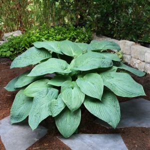 Hosta Jurassic Park