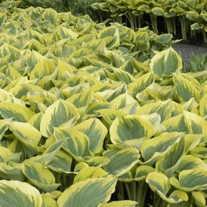 Hosta Liberty