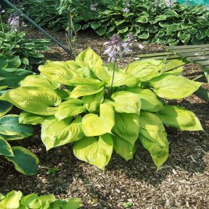 Hosta Sum and Substance