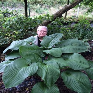 Hosta T Rex