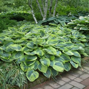 Hosta Tokudama Flavocircinalis  Bare roo