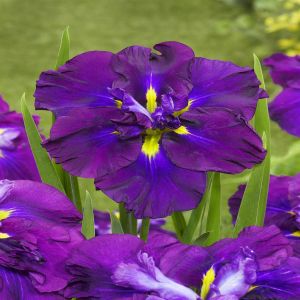 Iris Ensata Dinner Plate Blueberry Pie B