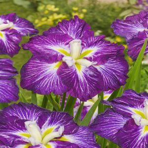 Iris Ensata Dinner Plate Jell-O Bare roo