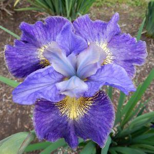 Iris sibirica Cape Cod Boys