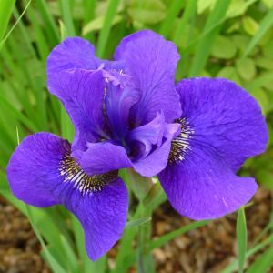 Iris sibirica Dark Circle x 3