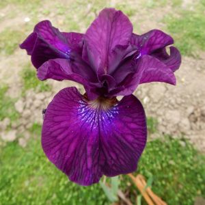 Iris sibirica Devil's Dream