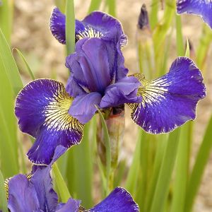 Iris sibirica Golden Edge x 3