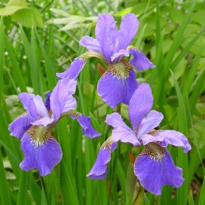 Iris sibirica Happy Returns x 3