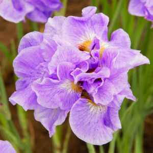 Iris sibirica Having Fun x 3