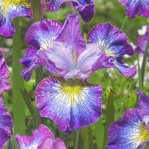 Iris sibirica How Audacious