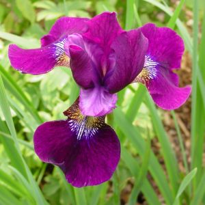 Iris sibirica Hubbard x 3