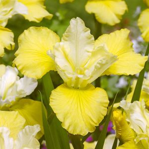 Iris sibirica Kiss the Girls