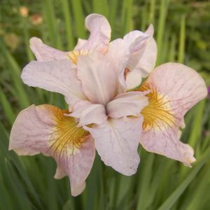Iris sibirica Lemon Veil x 3