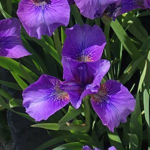 Iris sibirica Mabel Coday x 3