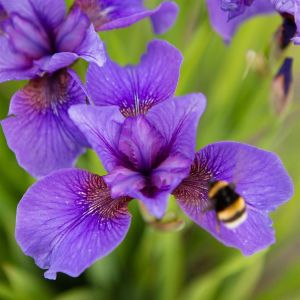 Iris sibirica Reprise x 3