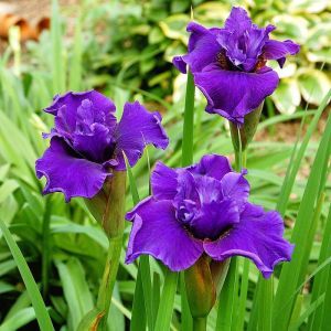 Iris sibirica Ruffled Plus x 3
