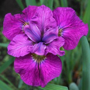 Iris sibirica See Ya Later x 3