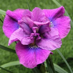 Iris sibirica Spindazzle x 3