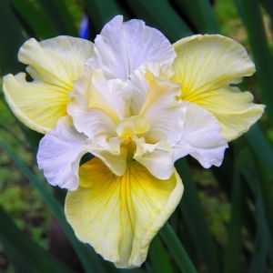 Iris sibirica Yellow Tail x 3