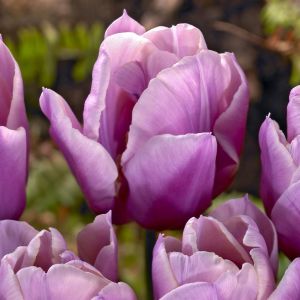 Tulp Holland Beauty 10/11 x 10