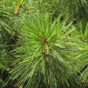 Pinus Strobus Weymouthden