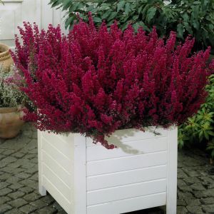 Erica Gracilis Rood 11cm