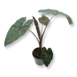 Alocasia Yucatan Princess 17 cm