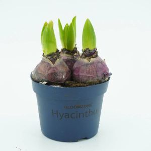 Blauwe Hyacinthen op pot