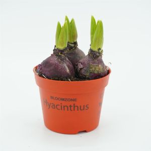 Rode Hyacinthen op pot