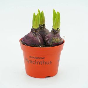 Rode Hyacinthen op pot