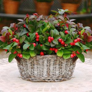 Gaultheria Procumbens Bergthee