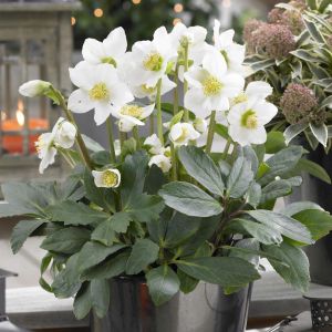 Helleborus Mont Blanc