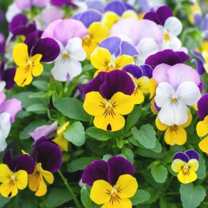 Viola Cornuta x 12