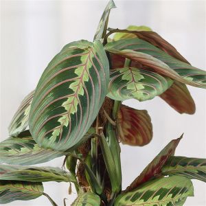 Maranta Fascinator