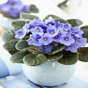 Kaaps Viooltje lichtblauw