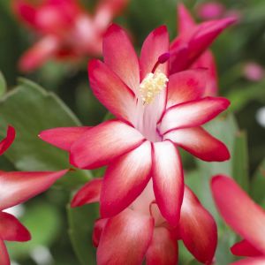 Schlumbergera Red