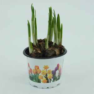 Narcissen Cyclamineus Tête à Tête