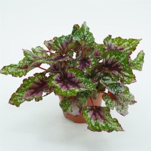 Begonia Bicolor