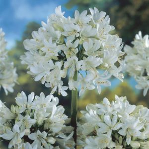 Afrikaanse Lelie Wit