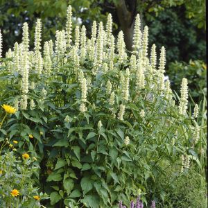 Agastache rugosa Alabaster