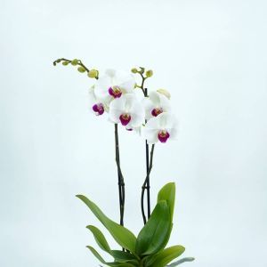 Orchidee Wit met Rood Hart