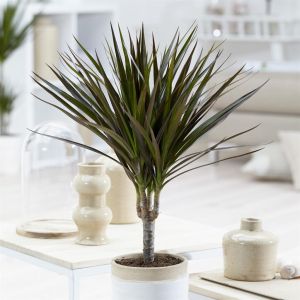 Dracaena marginata magenta