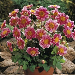 Dahlia Halskraag Hartenaas
