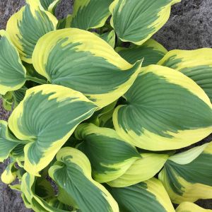 Hosta Broadband