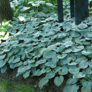 Hosta Buckshaw Blauw