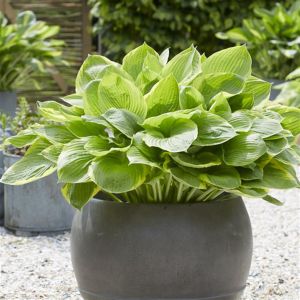 Hosta Tropicana