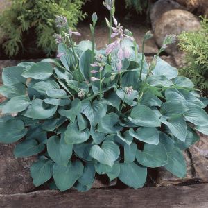 Hosta Blue Cadet